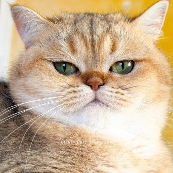 chat British Shorthair black golden shaded Gaga Chatterie Nekobaa