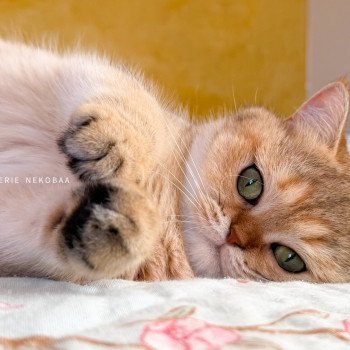 chat British Shorthair black golden shaded Gaga Chatterie Nekobaa