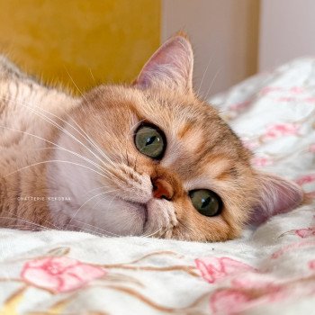 chat British Shorthair black golden shaded Gaga Chatterie Nekobaa