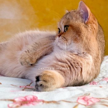 chat British Shorthair black golden shaded Gaga Chatterie Nekobaa