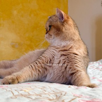 chat British Shorthair black golden shaded Gaga Chatterie Nekobaa