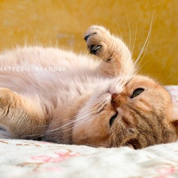 chat British Shorthair black golden shaded Gaga Chatterie Nekobaa