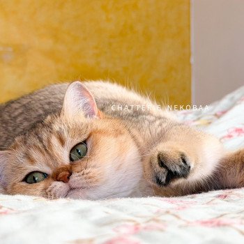 chat British Shorthair black golden shaded Gaga Chatterie Nekobaa