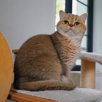 chat British Shorthair black golden shaded Gaga Chatterie Nekobaa