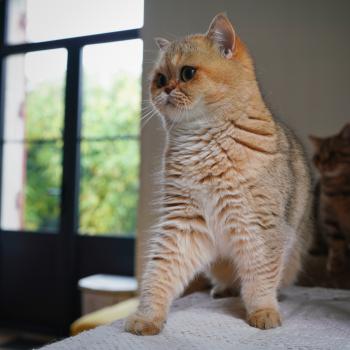 chat British Shorthair black golden shaded Gaga Chatterie Nekobaa