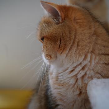 chat British Shorthair black golden shaded Gaga Chatterie Nekobaa