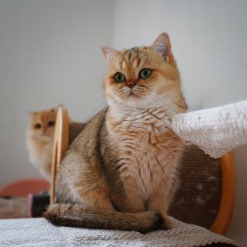 chat British Shorthair black golden shaded Gaga Chatterie Nekobaa