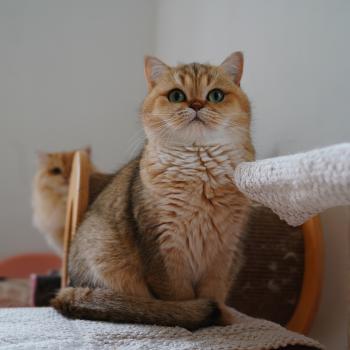 chat British Shorthair black golden shaded Gaga Chatterie Nekobaa