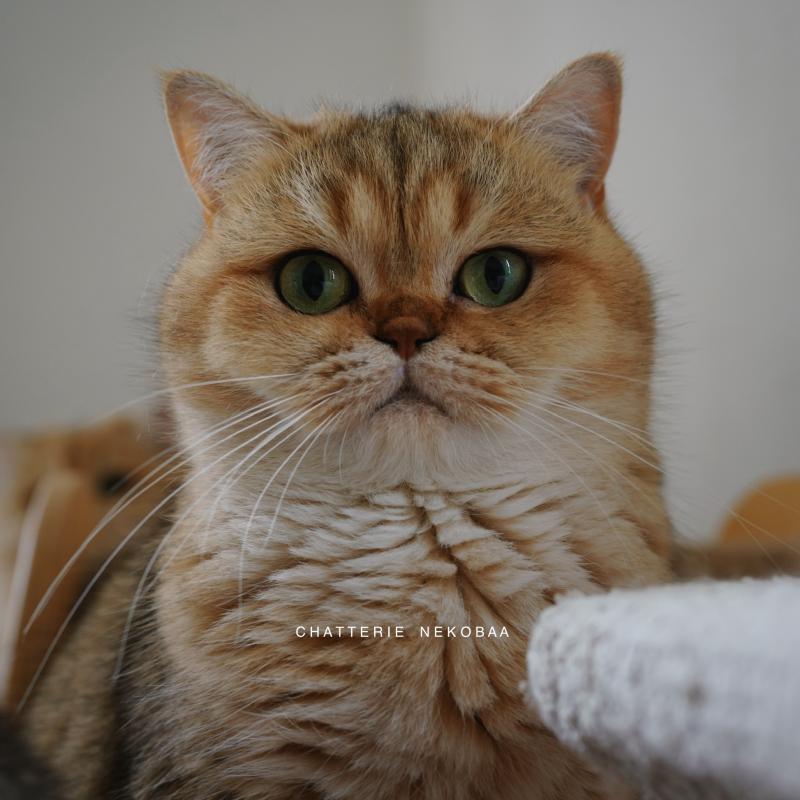 Gaga Femelle British Shorthair