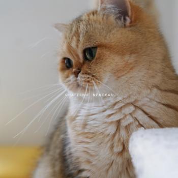 chat British Shorthair black golden shaded Gaga Chatterie Nekobaa