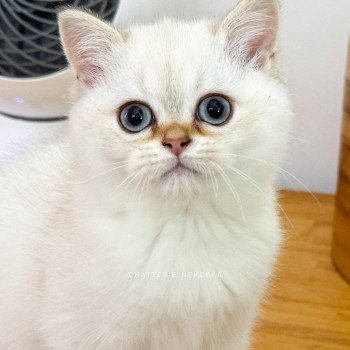 chaton British Shorthair seal golden shaded point Bai Chatterie Nekobaa chaton British Shorthair seal golden shaded point Bai Chatterie Nekobaa