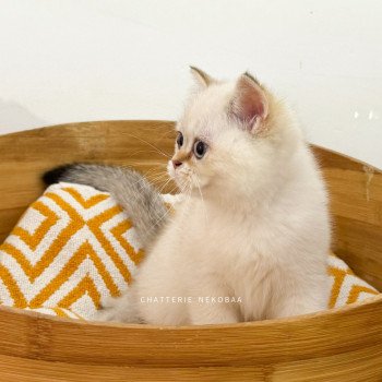chaton British Shorthair seal golden shaded point Bai Chatterie Nekobaa chaton British Shorthair seal golden shaded point Bai Chatterie Nekobaa