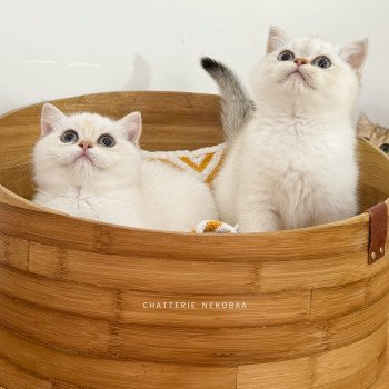 chaton British Shorthair seal golden shaded point Bai Chatterie Nekobaa chaton British Shorthair seal golden shaded point Bai Chatterie Nekobaa