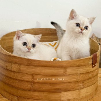 chaton British Shorthair seal golden shaded point Bai Chatterie Nekobaa chaton British Shorthair seal golden shaded point Bai Chatterie Nekobaa
