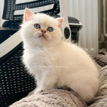 chaton British Shorthair seal golden shaded point Bai Chatterie Nekobaa chaton British Shorthair seal golden shaded point Bai Chatterie Nekobaa