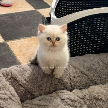 chaton British Shorthair seal golden shaded point Bai Chatterie Nekobaa chaton British Shorthair seal golden shaded point Bai Chatterie Nekobaa