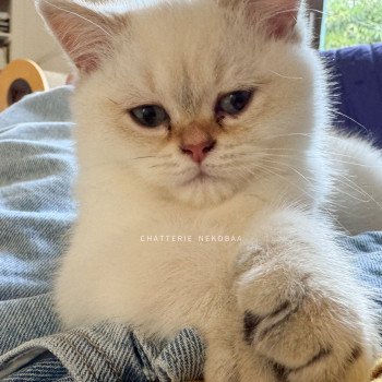 chaton British Shorthair seal golden shaded point Bai Chatterie Nekobaa chaton British Shorthair seal golden shaded point Bai Chatterie Nekobaa