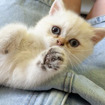 chaton British Shorthair seal golden shaded point Bai Chatterie Nekobaa chaton British Shorthair seal golden shaded point Bai Chatterie Nekobaa