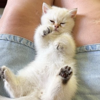 chaton British Shorthair seal golden shaded point Bai Chatterie Nekobaa chaton British Shorthair seal golden shaded point Bai Chatterie Nekobaa