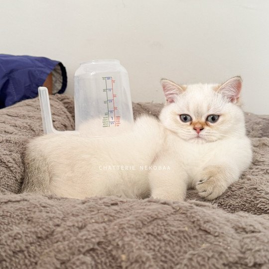 Bai Mâle British Shorthair