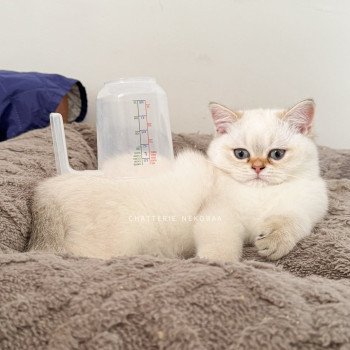 Bai Mâle British Shorthair