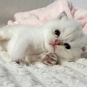 chaton British Shorthair golden point Bai Chatterie Nekobaa chaton British Shorthair golden point Bai Chatterie Nekobaa