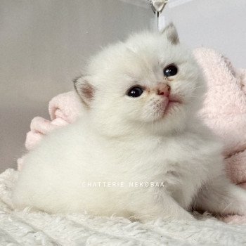 chaton British Shorthair golden point Bai Chatterie Nekobaa chaton British Shorthair golden point Bai Chatterie Nekobaa