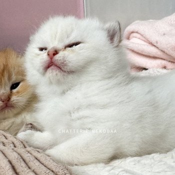 chaton British Shorthair golden point Bai Chatterie Nekobaa chaton British Shorthair golden point Bai Chatterie Nekobaa
