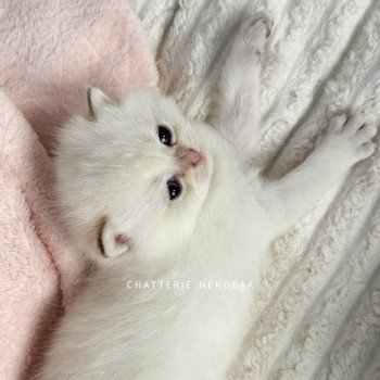 chaton British Shorthair golden point Bai Chatterie Nekobaa chaton British Shorthair golden point Bai Chatterie Nekobaa