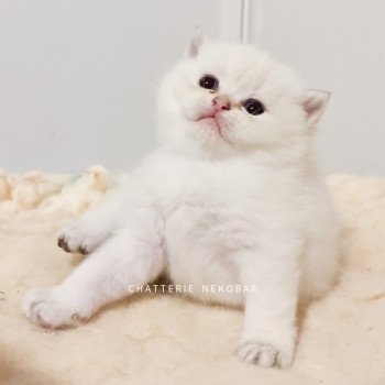 chaton British Shorthair Bai Chatterie Nekobaa chaton British Shorthair Bai Chatterie Nekobaa
