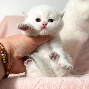 chaton British Shorthair seal point Bambi Chatterie Nekobaa