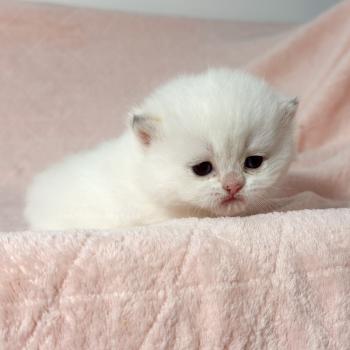 chaton British Shorthair seal point Bambi Chatterie Nekobaa