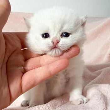 chaton British Shorthair seal point Bambi Chatterie Nekobaa