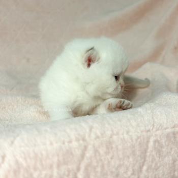 chaton British Shorthair seal point Bambi Chatterie Nekobaa