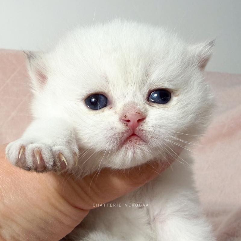 Bambi Femelle British Shorthair