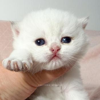 chaton British Shorthair seal point Bambi Chatterie Nekobaa