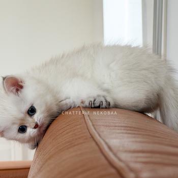 chaton British Shorthair seal point Bambi Chatterie Nekobaa