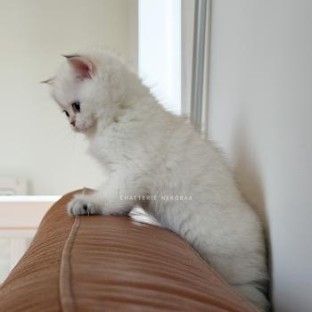 chaton British Shorthair seal point Bambi Chatterie Nekobaa