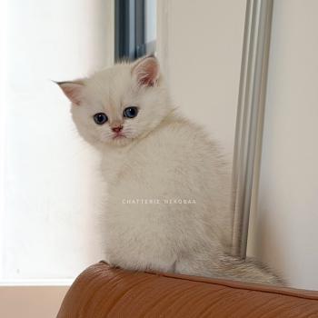 chaton British Shorthair seal point Bambi Chatterie Nekobaa
