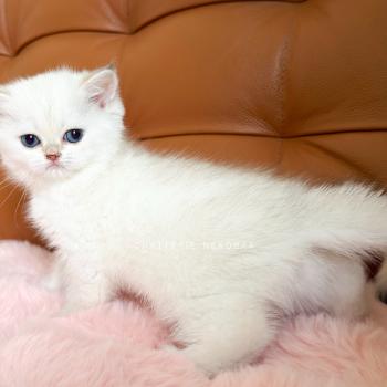 chaton British Shorthair seal point Bambi Chatterie Nekobaa