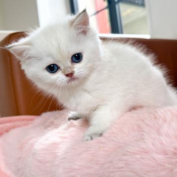 chaton British Shorthair seal point Bambi Chatterie Nekobaa