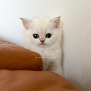 Bambi Femelle British Shorthair