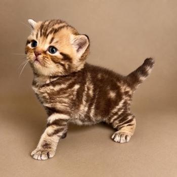 chaton British Shorthair chocolate tortie blotched tabby Bamboo Chatterie Nekobaa