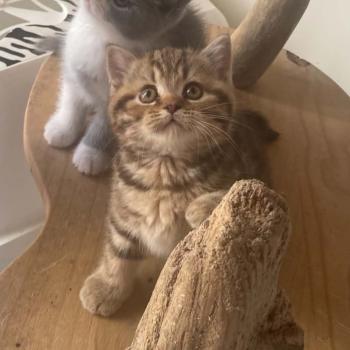 chaton British Shorthair chocolate tortie blotched tabby Bamboo Chatterie Nekobaa