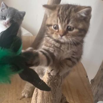 chaton British Shorthair chocolate tortie blotched tabby Bamboo Chatterie Nekobaa