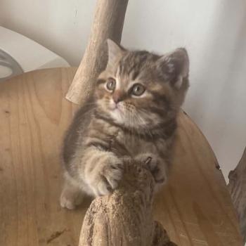 chaton British Shorthair chocolate tortie blotched tabby Bamboo Chatterie Nekobaa