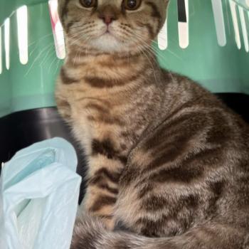 chaton British Shorthair chocolate tortie blotched tabby Bamboo Chatterie Nekobaa