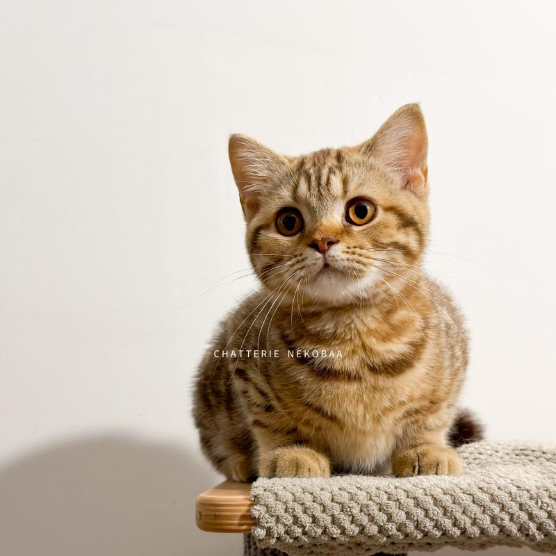 Bamboo Femelle British Shorthair