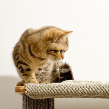 chaton British Shorthair chocolate tortie blotched tabby Bamboo Chatterie Nekobaa