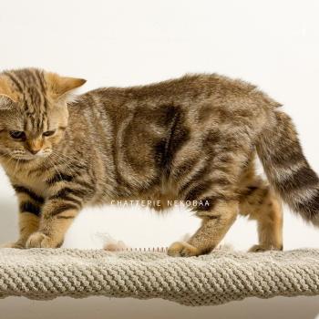 chaton British Shorthair chocolate tortie blotched tabby Bamboo Chatterie Nekobaa